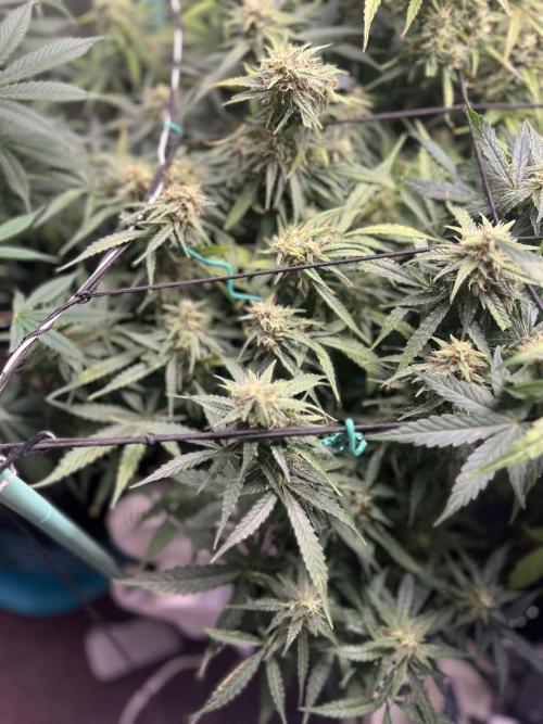 Carvajet 4th grow of Autoflowers. Week 9