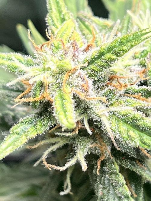 Carvajet 4th grow of Autoflowers. Week 9