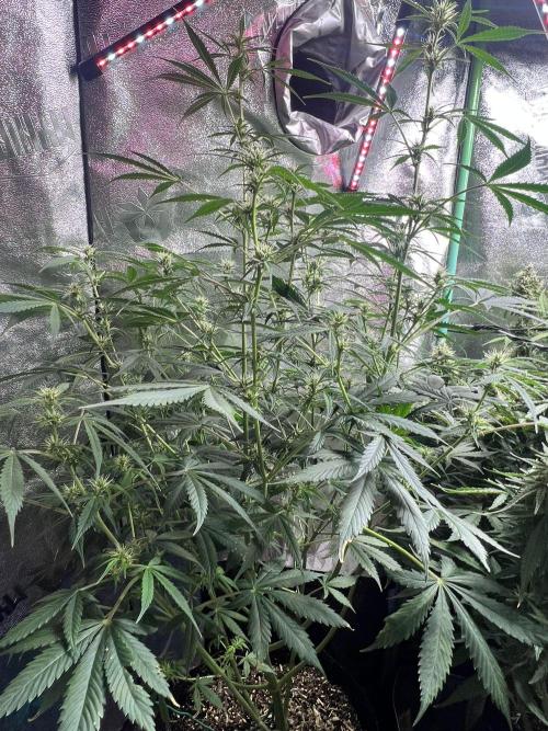 Carvajet 4th grow of Autoflowers. Week 9