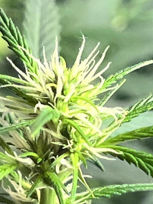 Carvajet 4th grow of Autoflowers. Week 9