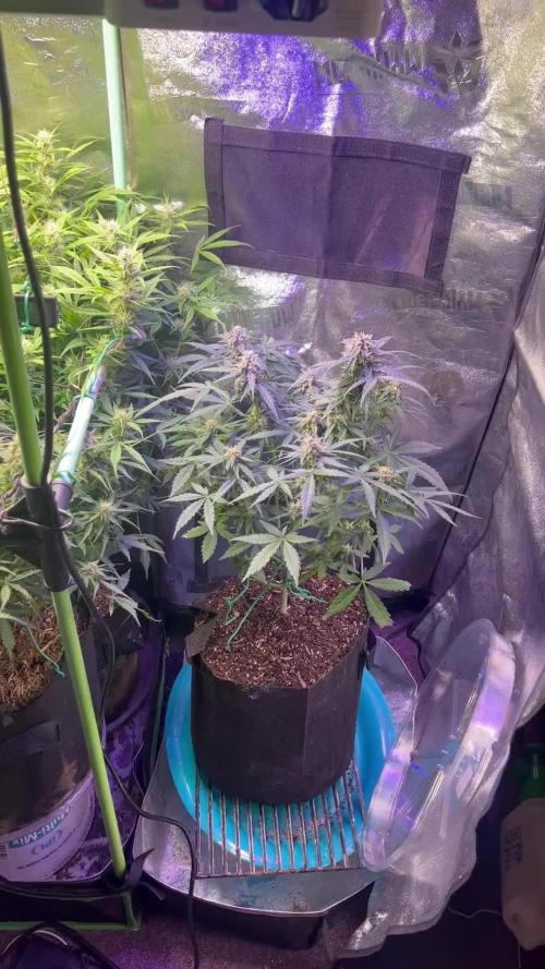 Carvajet 4th grow of Autoflowers