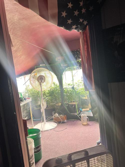 Carvajet 4th grow of Autoflowers. Week 10