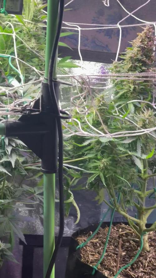 Carvajet 4th grow of Autoflowers