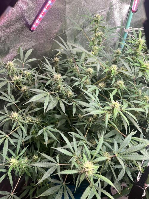 Carvajet 4th grow of Autoflowers. Week 10