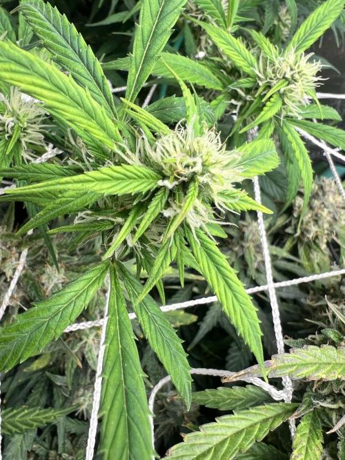 Carvajet 4th grow of Autoflowers. Week 10