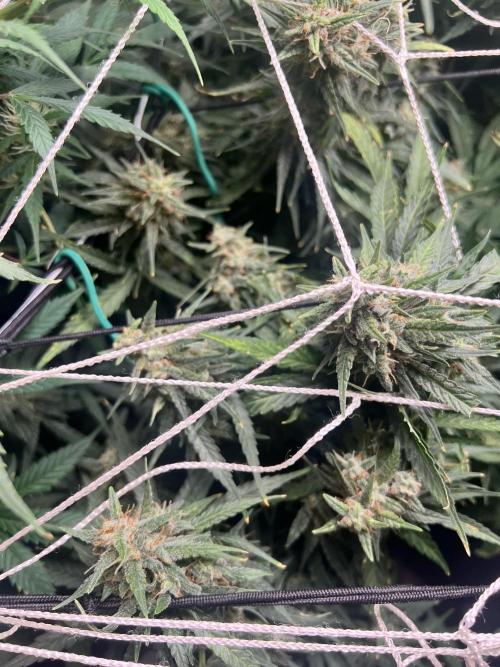 Carvajet 4th grow of Autoflowers. Week 10