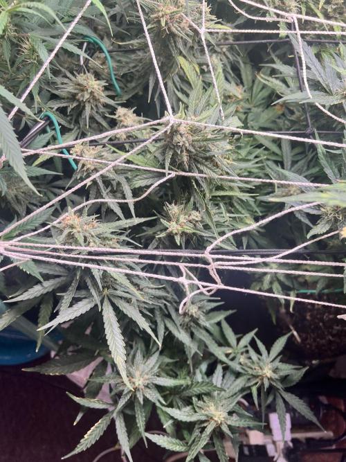 Carvajet 4th grow of Autoflowers. Week 10