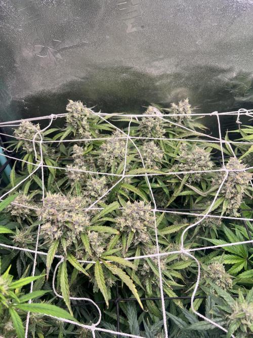 Carvajet 4th grow of Autoflowers. Week 10