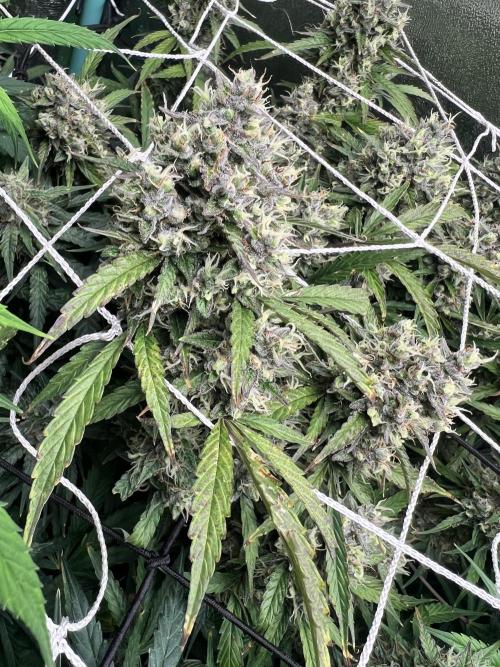 Carvajet 4th grow of Autoflowers. Week 10