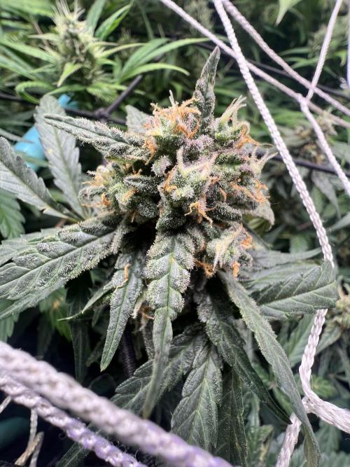 Carvajet 4th grow of Autoflowers. Week 10