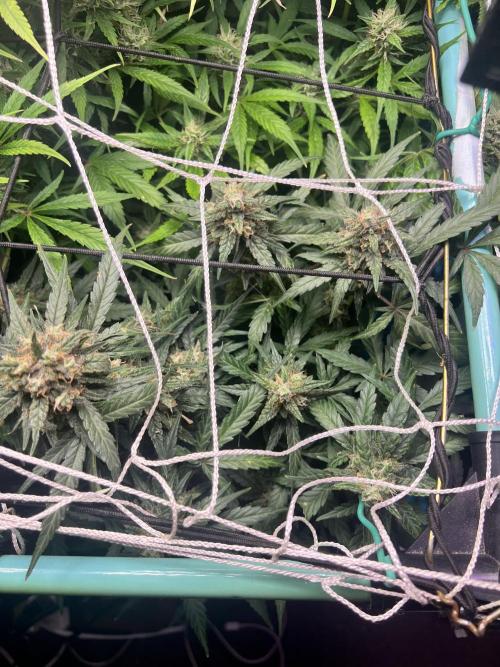 Carvajet 4th grow of Autoflowers. Week 10