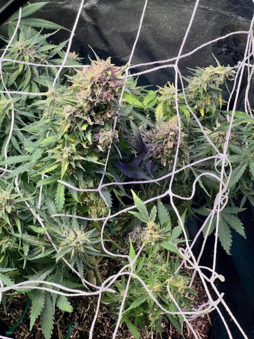 Carvajet 4th grow of Autoflowers. Week 10