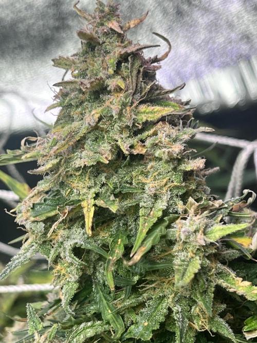 Carvajet 4th grow of Autoflowers. Week 10