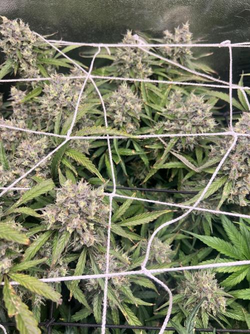 Carvajet 4th grow of Autoflowers. Week 10