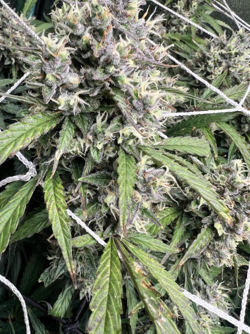 Carvajet 4th grow of Autoflowers. Week 10