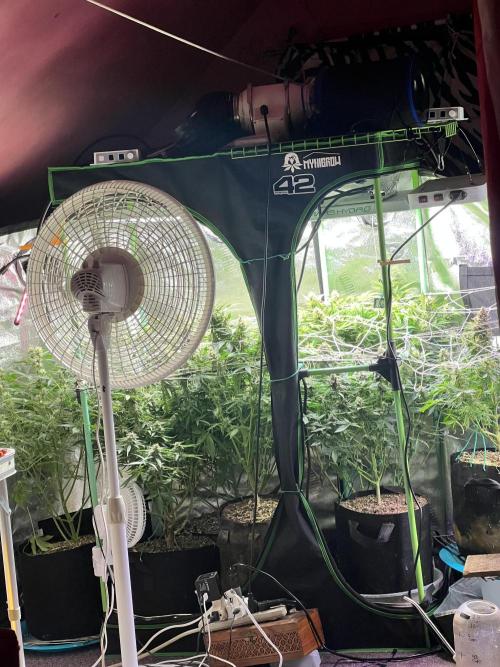 Carvajet 4th grow of Autoflowers. Week 10