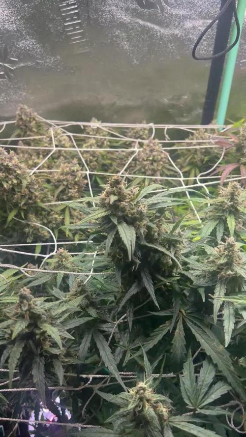 Carvajet 4th grow of Autoflowers