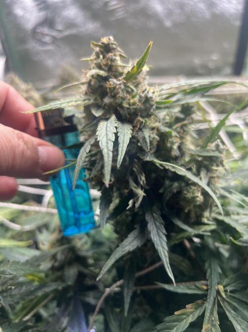 Carvajet 4th grow of Autoflowers. Week 11