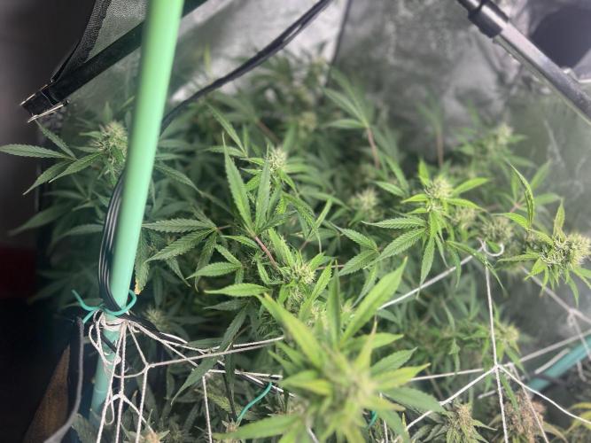 Carvajet 4th grow of Autoflowers. Week 11