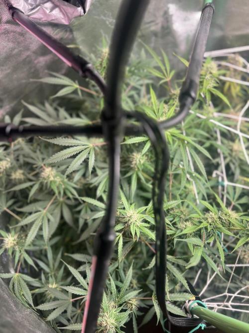 Carvajet 4th grow of Autoflowers. Week 11