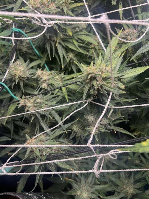 Carvajet 4th grow of Autoflowers. Week 11