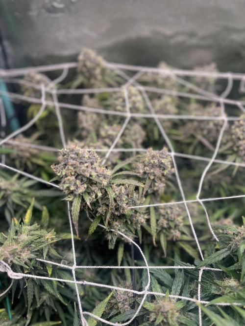 Carvajet 4th grow of Autoflowers. Week 11