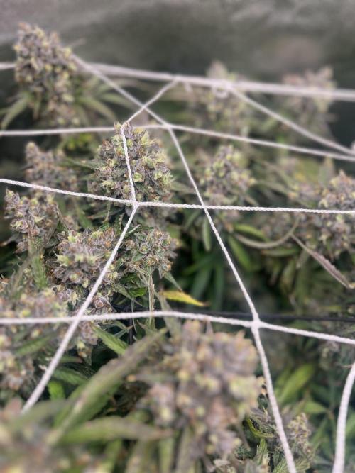 Carvajet 4th grow of Autoflowers. Week 11