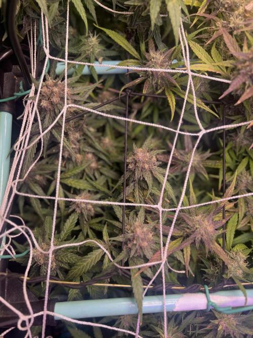 Carvajet 4th grow of Autoflowers. Week 11