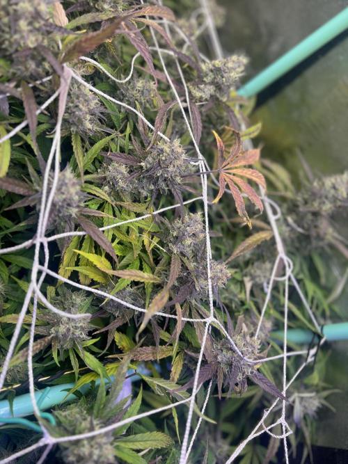 Carvajet 4th grow of Autoflowers. Week 11