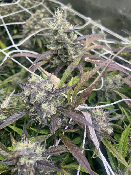 Carvajet 4th grow of Autoflowers. Week 11