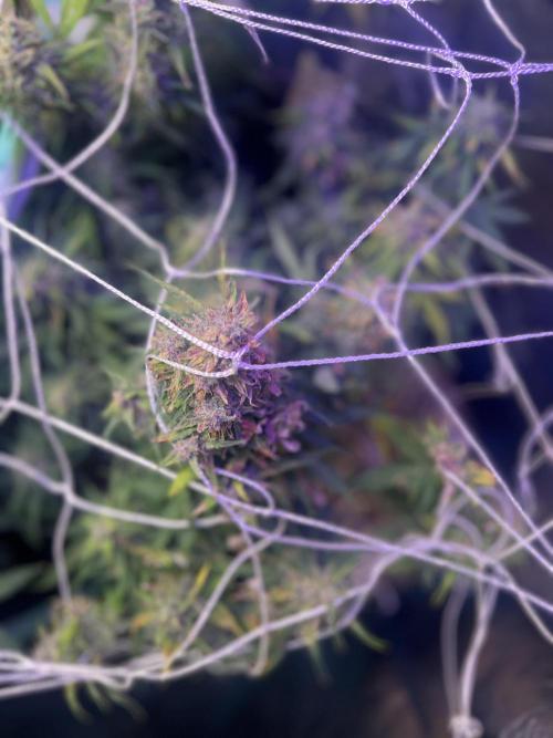 Carvajet 4th grow of Autoflowers. Week 11