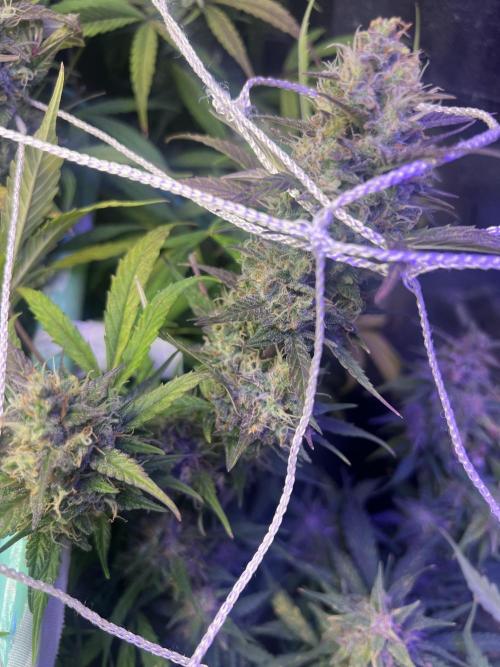 Carvajet 4th grow of Autoflowers. Week 11