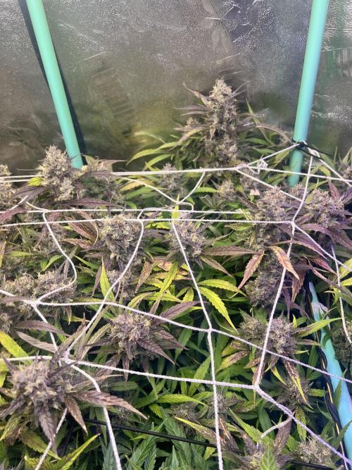 Carvajet 4th grow of Autoflowers. Week 12