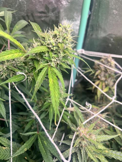 Carvajet 4th grow of Autoflowers. Week 12