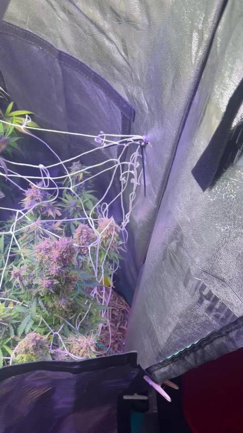 Carvajet 4th grow of Autoflowers