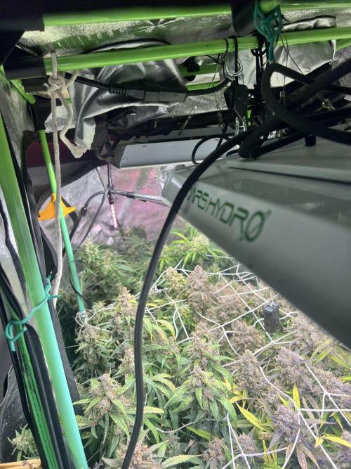 Carvajet 4th grow of Autoflowers. Week 13