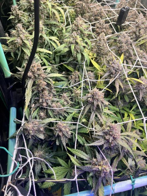 Carvajet 4th grow of Autoflowers. Week 13