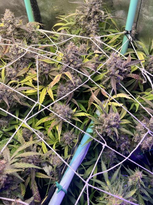 Carvajet 4th grow of Autoflowers. Week 13