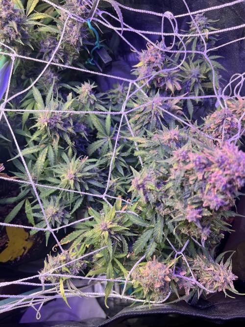 Carvajet 4th grow of Autoflowers. Week 13