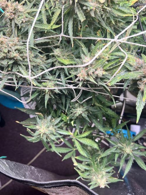 Carvajet 4th grow of Autoflowers. Week 13