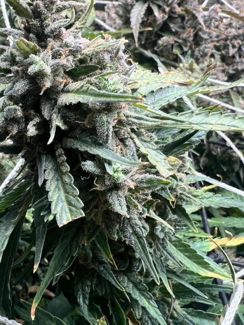 Carvajet 4th grow of Autoflowers. Week 13