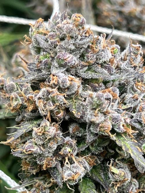 Carvajet 4th grow of Autoflowers. Week 13