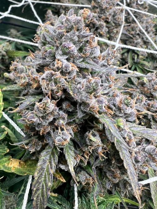 Carvajet 4th grow of Autoflowers. Week 13