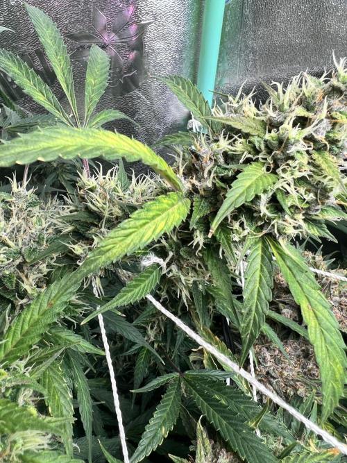 Carvajet 4th grow of Autoflowers. Week 13