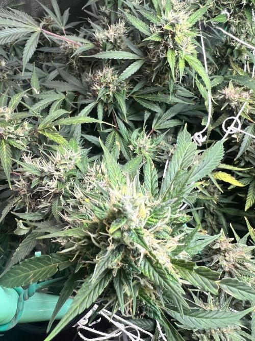 Carvajet 4th grow of Autoflowers. Week 13