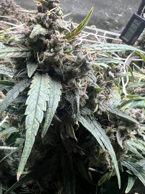 Carvajet 4th grow of Autoflowers. Week 13