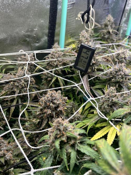 Carvajet 4th grow of Autoflowers. Week 13