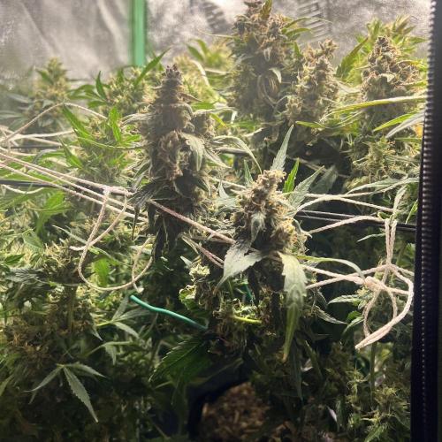 Carvajet 4th grow of Autoflowers. Week 14