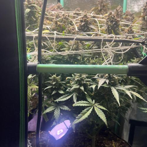Carvajet 4th grow of Autoflowers. Week 14