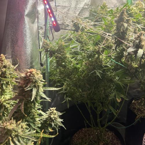Carvajet 4th grow of Autoflowers. Week 14
